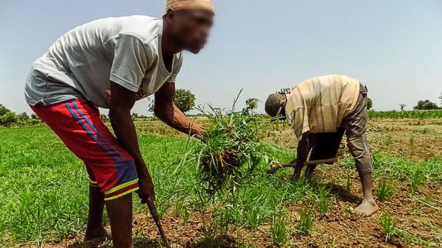 World Food Day: Rising poverty, food insecurity push more Nigerians to the brink